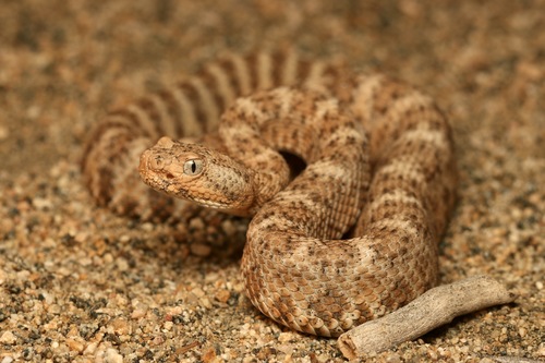 Southwestern Speckled Rattlesnake
