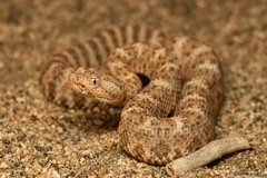 Southwestern Speckled Rattlesnake photo 4