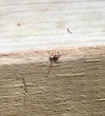 Philodromus floridensis