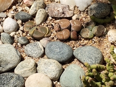 Lithops hookeri