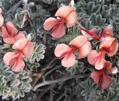 Indigofera sp12