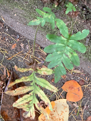 Polypodium cambricum