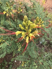 Erythrostemon gilliesii