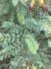 Erythrostemon gilliesii