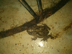 Rhinella pygmaea