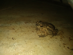 Rhinella pygmaea