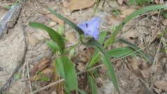 Tradescantia occidentalis