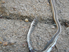 Psammophis subtaeniatus