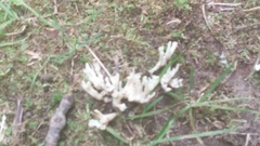 Clavariineae