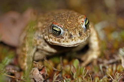 Natterjack Toad