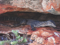 Varanus giganteus