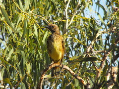 Chlamydera guttata