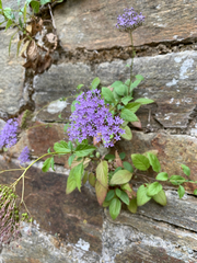 Trachelium caeruleum