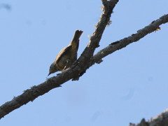 Leiothlypis ruficapilla image