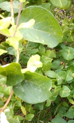 Lonicera caprifolium