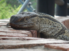 Varanus albigularis albigularis