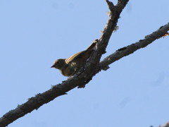 Leiothlypis ruficapilla image