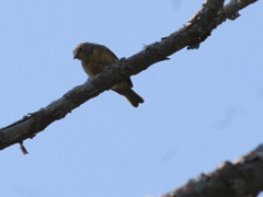 Leiothlypis ruficapilla image
