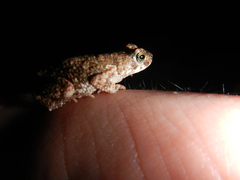 Poyntonophrynus fenoulheti