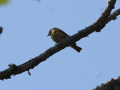 Leiothlypis ruficapilla image
