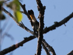 Setophaga ruticilla image