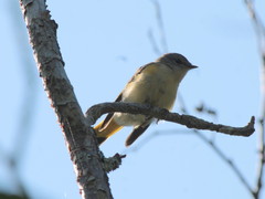 Setophaga ruticilla image