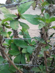 Anolis