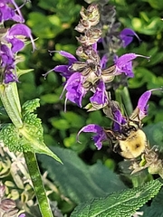 Bombus bimaculatus