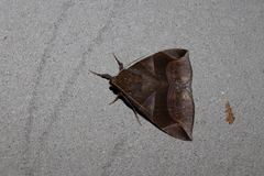 Dysgonia purpurata