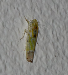 Erythroneura octonotata