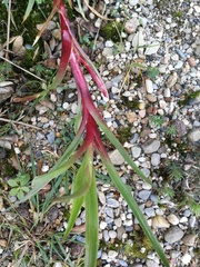 Juncus lomatophyllus