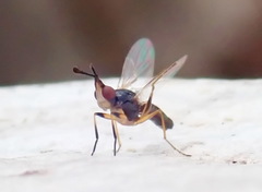 Prochyliza xanthostoma