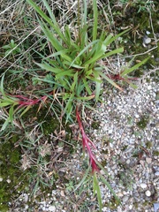Juncus lomatophyllus