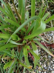 Juncus lomatophyllus