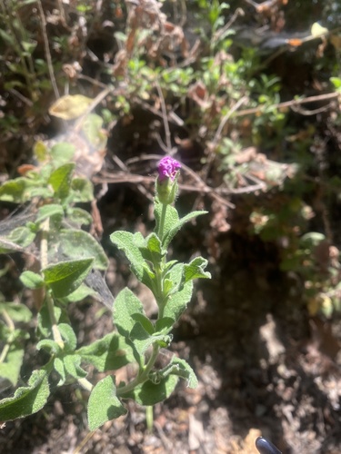 photo of Hoary Rock-rose (Cistus creticus)