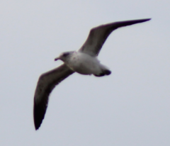 Larus dominicanus
