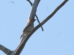 Bombycilla cedrorum image