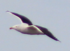 Larus dominicanus