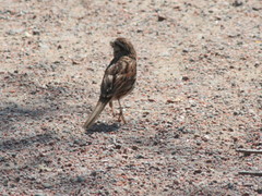 Melospiza melodia image