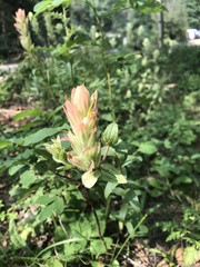 Castilleja septentrionalis
