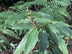 Alpinia caerulea