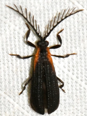 Leptoceletes basalis
