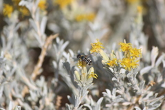 Tetradymia canescens