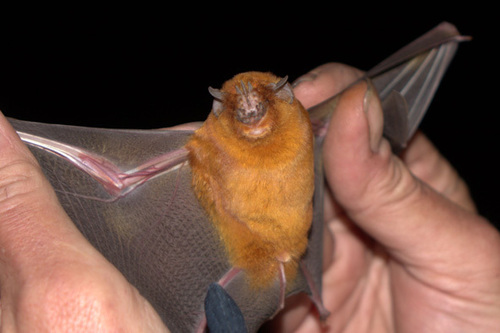 African Trident Bat