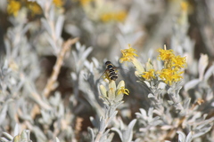 Tetradymia canescens