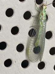 Chrysopa coloradensis