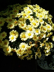 Argyranthemum maderense