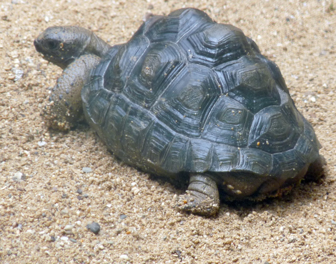 Aldabrachelys