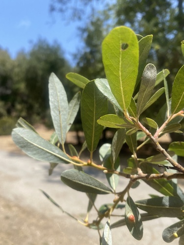 photo of Arroyo Willow (Salix lasiolepis)