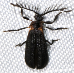 Leptoceletes basalis